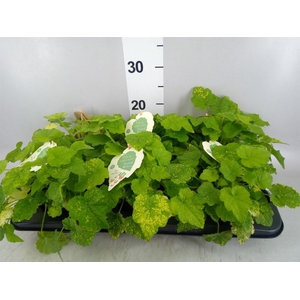 Tolmiea menziesii   ...variegated