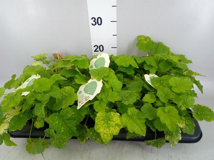 <h4>Tolmiea menziesii   ...variegated</h4>
