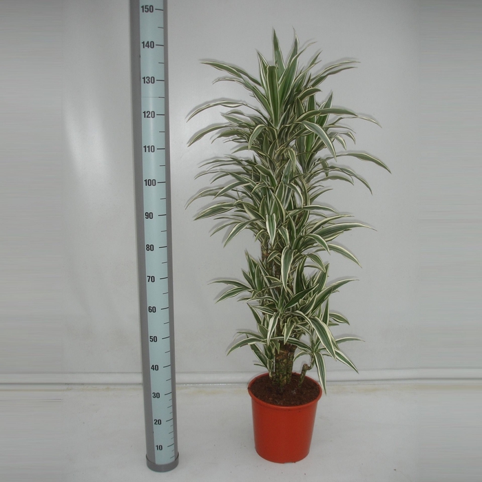 <h4>Dracaena White Stripe</h4>