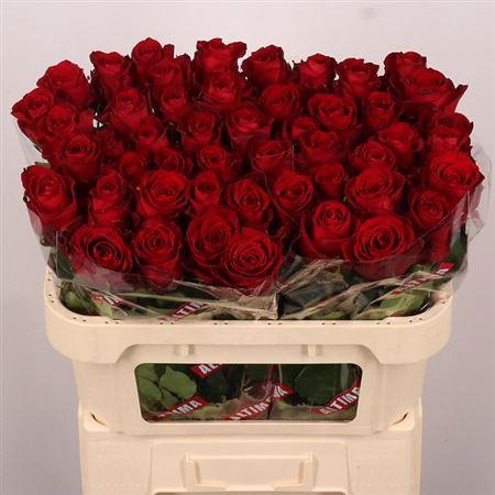 <h4>R Gr Madam Red</h4>