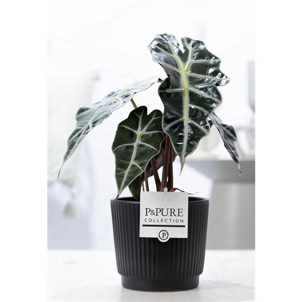 <h4>Alocasia Polly in P&PURE Liv ceramics matt balck</h4>