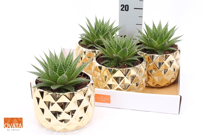 <h4>ALOE GLADIATOR ROCK</h4>