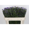Aster Casamare