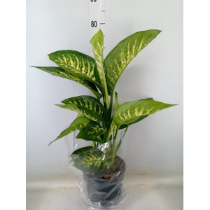 Dieffenbachia seg. 'Reeva'