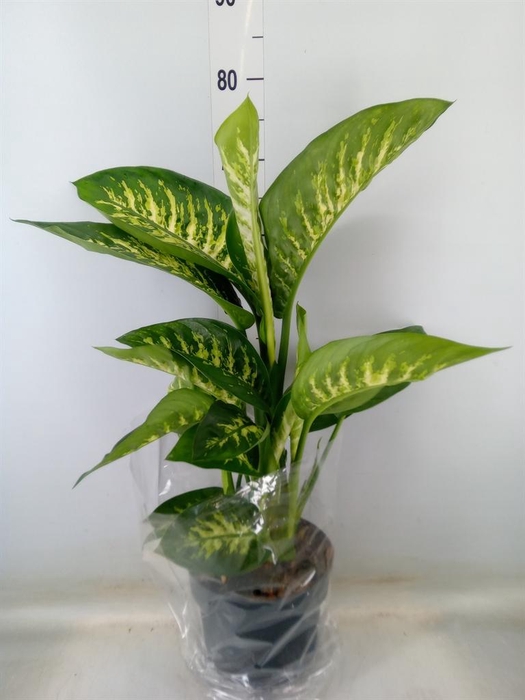 <h4>Dieffenbachia seg. 'Reeva'</h4>