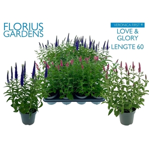 VERO LONGIFOLIA