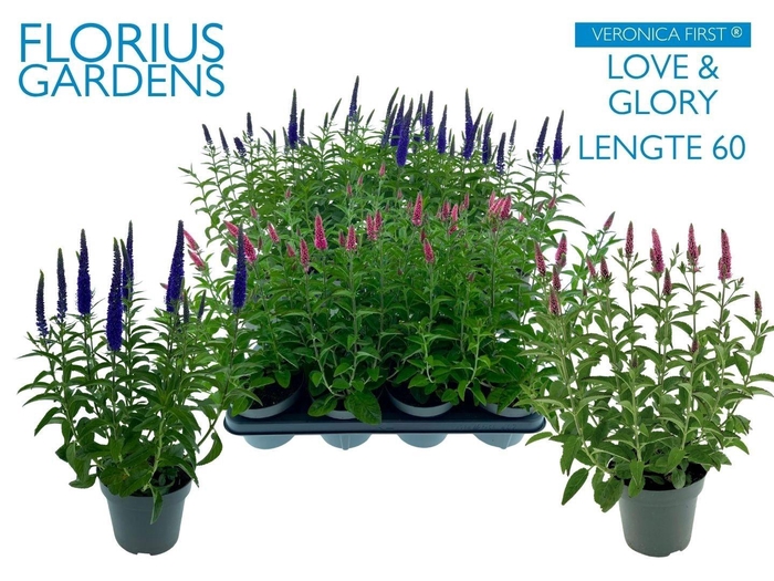 <h4>VERO LONGIFOLIA</h4>