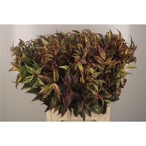 Leucothoe Walteri Rainbow