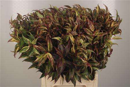 <h4>Leucothoe Walteri Rainbow</h4>