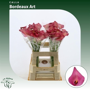 Calla Bordeaux Art