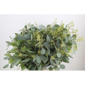 Euca Populus Berry 300gr P Bunch