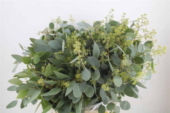 <h4>Euca Populus Berry 300gr P Bunch</h4>