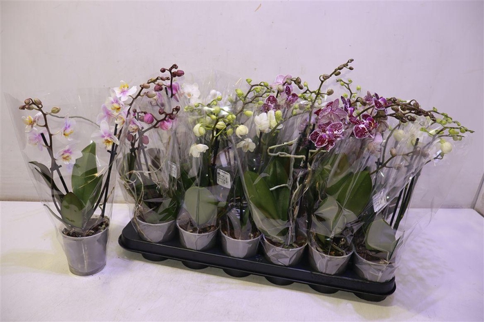 <h4>Phal Gem 6 Kl</h4>