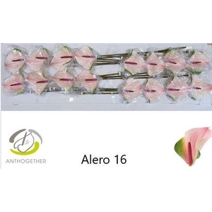 ANTH ALERO 16