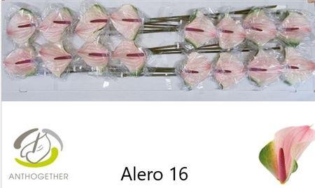 <h4>ANTH ALERO 16</h4>