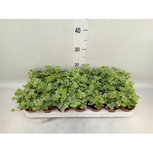 Hedera helix 'White Wonder'