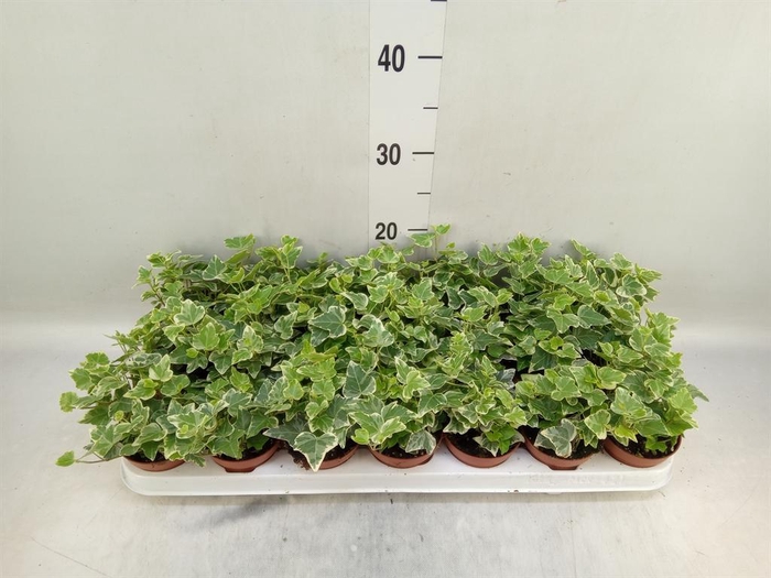 <h4>Hedera helix 'White Wonder'</h4>