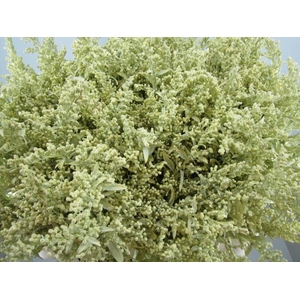 Solidago Creme