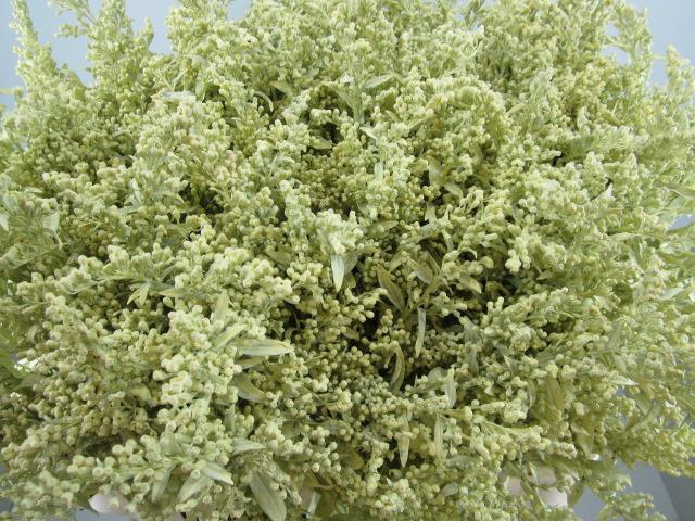 <h4>Solidago Creme</h4>