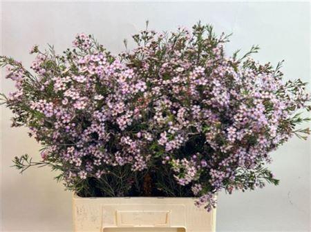 <h4>Chame Un Pink Dream</h4>