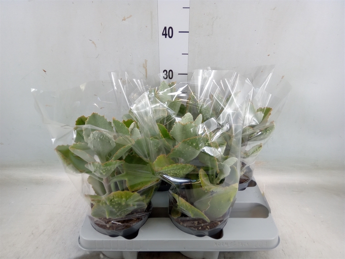 <h4>Kalanchoe NF beharensis</h4>