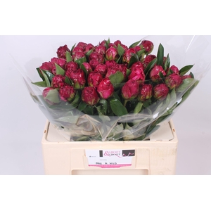 Peonia Paul M Wild | Heavy Quality