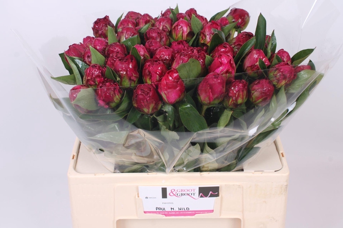 <h4>Peonia Paul M Wild | Heavy Quality</h4>