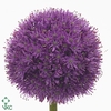 ALLIUM HIS EXCELLENC