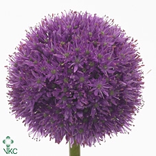 ALLIUM HIS EXCELLENC