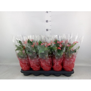 Anthurium  'Trillions Red'