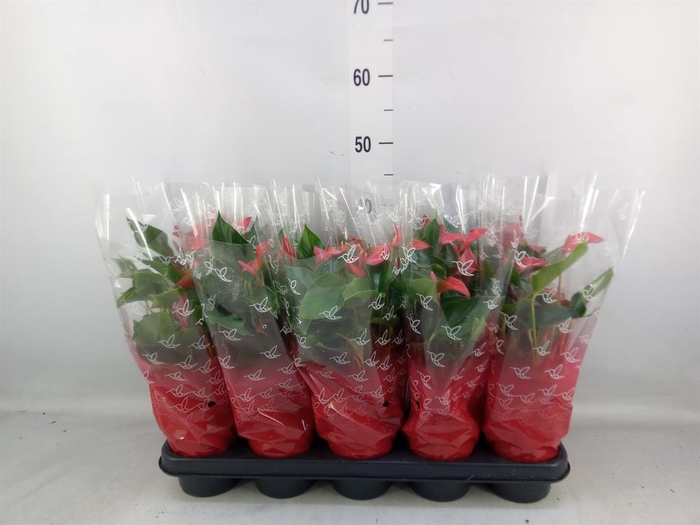 <h4>Anthurium  'Trillions Red'</h4>