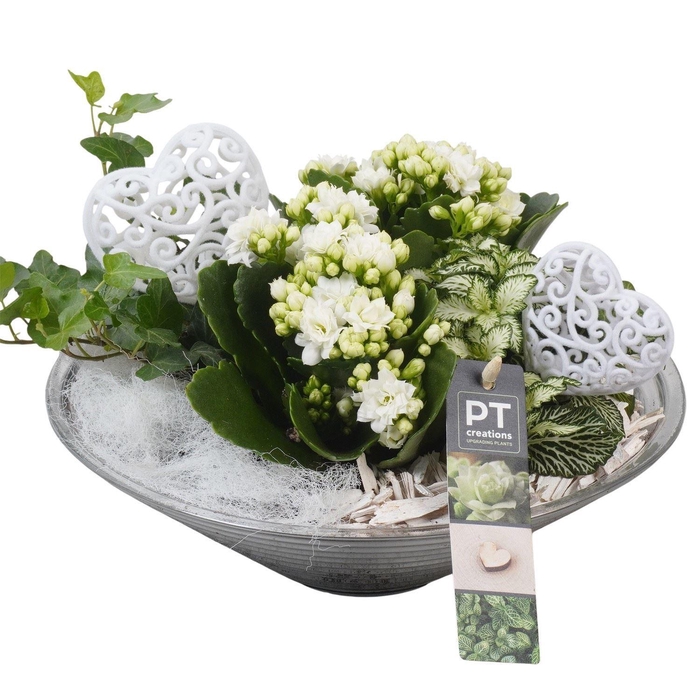 <h4>Arr.    Planten  L%</h4>