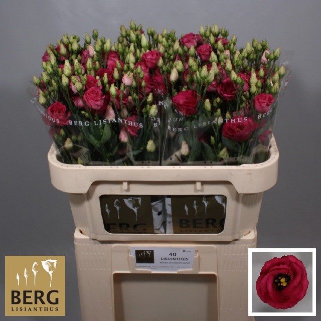 <h4>Lisianthus Rosita Red</h4>