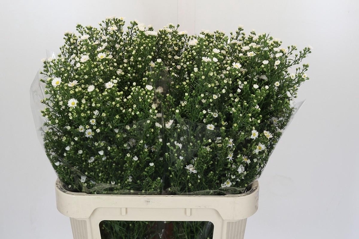 <h4>Aster Paquita</h4>