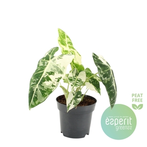 Alocasia micholitziana Freydyk