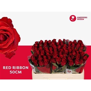 R Gr Red Ribbon