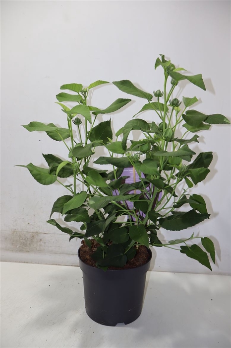 <h4>arr8 Hibiscus M Gu Whi Ey</h4>