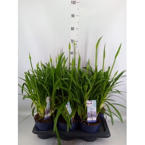 Agapanthus  'Amourette Superb'