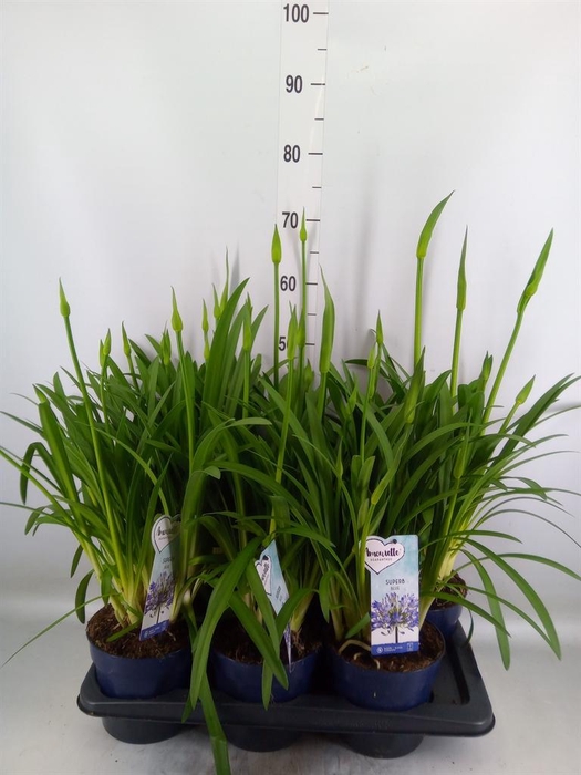 <h4>Agapanthus  'Amourette Superb'</h4>