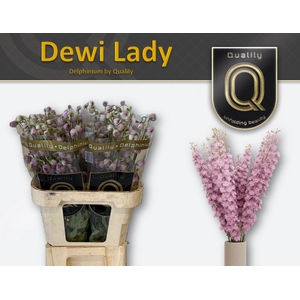 DELPH DU DEWI LADY 80CM X40