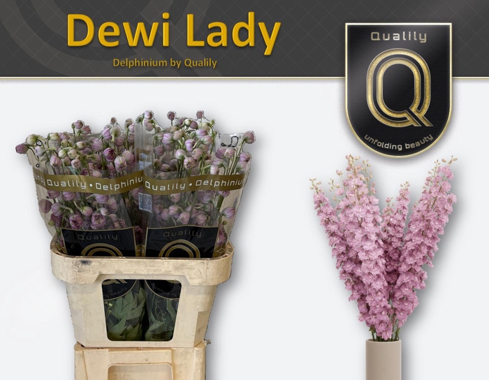 <h4>DELPH DU DEWI LADY 80CM X40</h4>