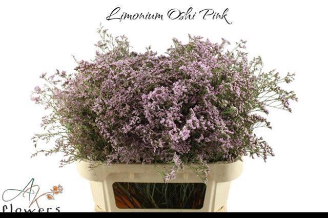 <h4>Lim Saf Oshi Pink</h4>