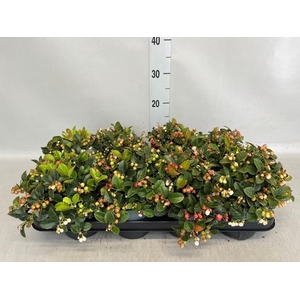 Gaultheria proc.