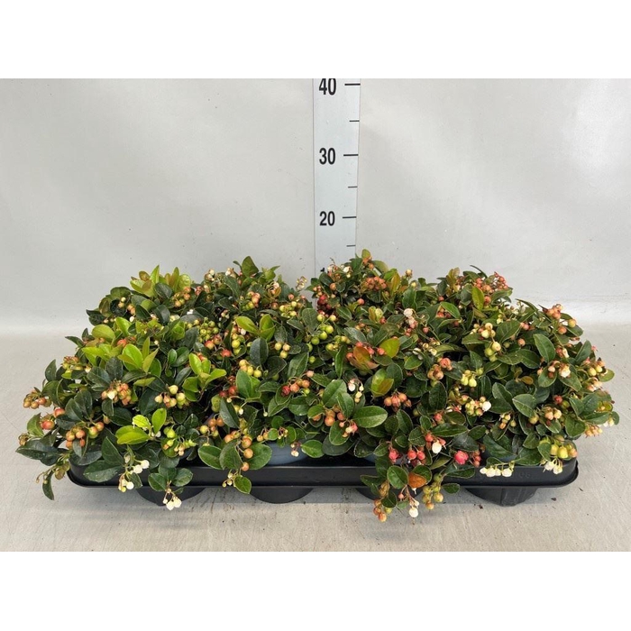 <h4>Gaultheria proc.</h4>
