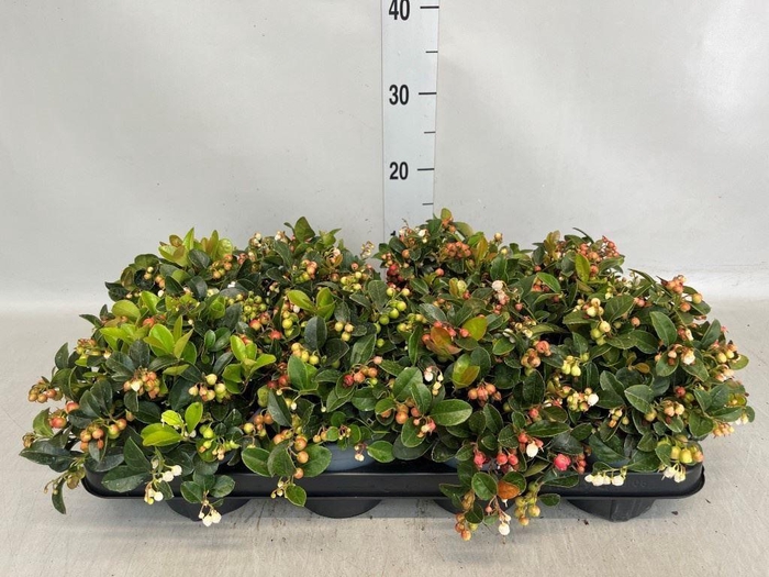 Gaultheria proc.