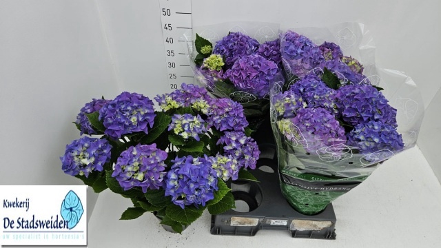<h4>HYDR M EARLY BLUE</h4>