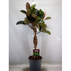 Ficus elastica 'Burgundy'