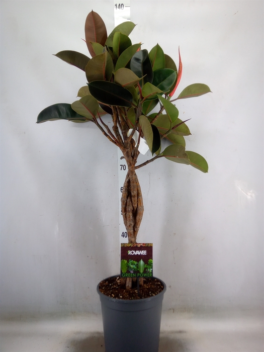 <h4>Ficus elastica 'Burgundy'</h4>