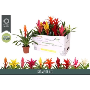 BROMELIA GEM 6 SRT