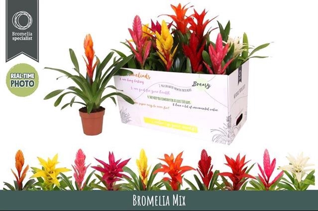 BROMELIA GEM 6 SRT